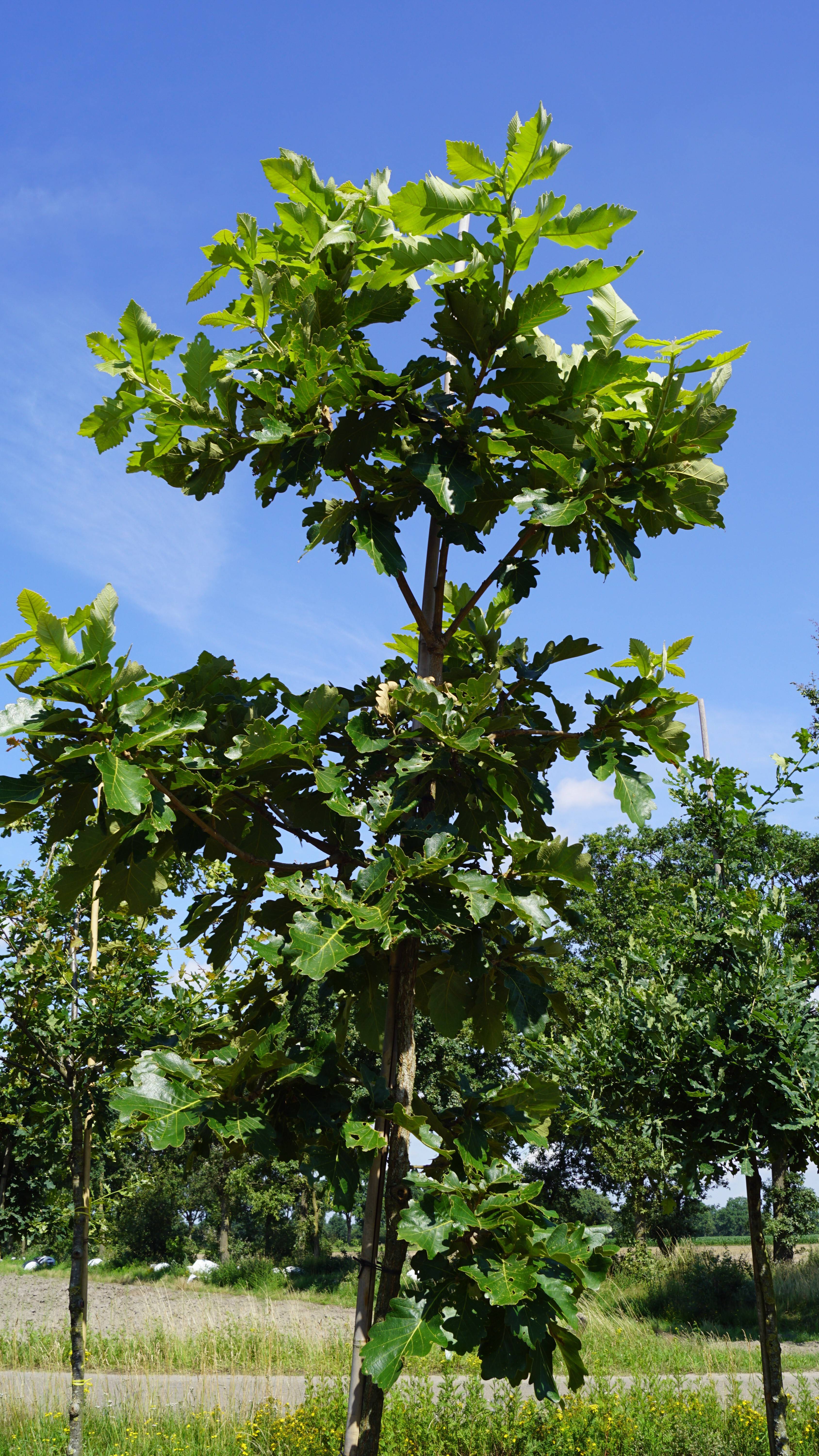 Quercus dentata 'Carl Ferris Miller' (7)